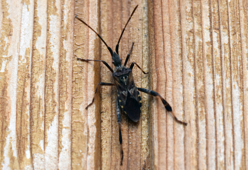 Western Conifer Seed Bug - Photo (c) Pau Esteban, some rights reserved (CC BY-NC)