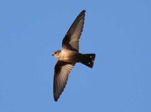 Just Crag Martin - Photo (c) Pau Esteban, some rights reserved (CC BY-NC)