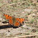 European Comma - Photo (c) Vicenç Roig Vidal, some rights reserved (CC BY-NC), uploaded by Vicenç Roig Vidal
