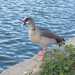 Egyptian Goose - Photo (c) Anastasia Karagiorgi, some rights reserved (CC BY), uploaded by Anastasia Karagiorgi