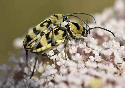 Grape Wood Borer - Photo (c) Pau Esteban, some rights reserved (CC BY-NC)