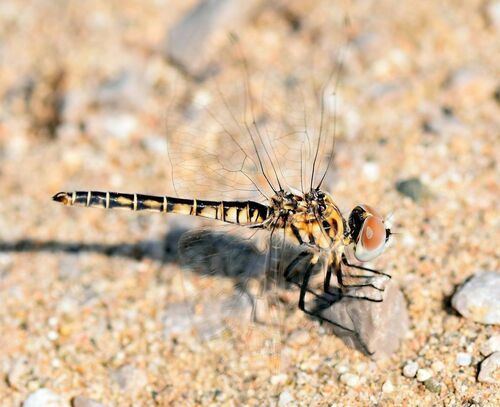 Black Pennant - Photo (c) Pau Esteban, some rights reserved (CC BY-NC)