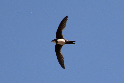 Alpine Swift - Photo (c) Pau Esteban, some rights reserved (CC BY-NC)