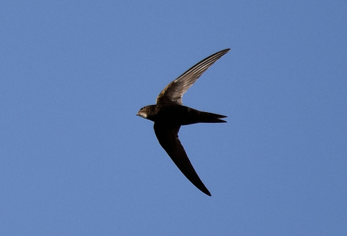 Common Swift - Photo (c) Pau Esteban, some rights reserved (CC BY-NC)