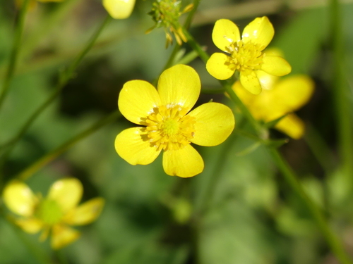 Buttercups - Photo (c) Pau Esteban, some rights reserved (CC BY-NC)