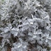 Dusty Miller - Photo (c) Αλεξάνδρα Τσαμπουνάρα, some rights reserved (CC BY), uploaded by Αλεξάνδρα Τσαμπουνάρα