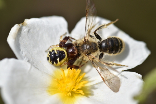 Napoleon Spider - Photo (c) Pau Esteban, some rights reserved (CC BY-NC)