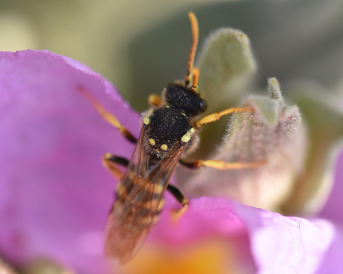 Nomad Bees - Photo (c) Pau Esteban, some rights reserved (CC BY-NC)