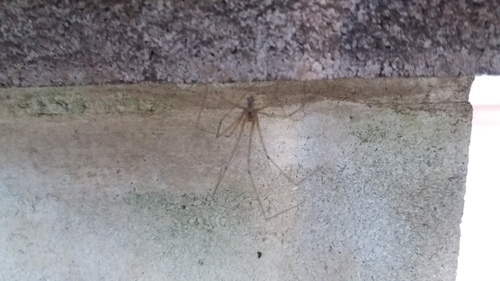 Common Cellar Spiders - Photo (c) Pau Esteban, some rights reserved (CC BY-NC)