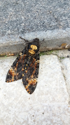 Death's Head Hawkmoth - Photo (c) Pau Esteban, some rights reserved (CC BY-NC)