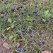 Dark Grape-Hyacinth - Photo (c) Βαρβάκειο Πρότυπο Γυμνάσιο, some rights reserved (CC BY), uploaded by Βαρβάκειο Πρότυπο Γυμνάσιο