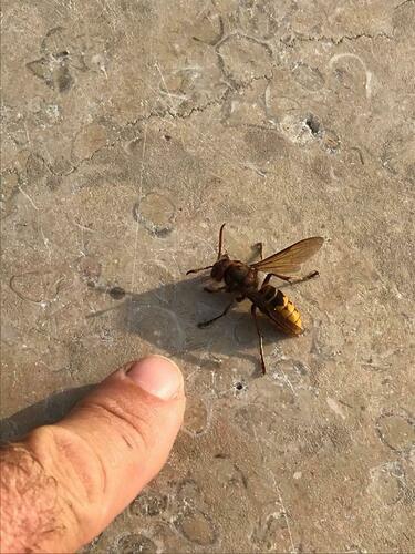 European Hornet - Photo (c) Pau Esteban, some rights reserved (CC BY-NC)