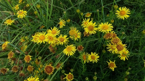 Golden Samphire - Photo (c) Pau Esteban, some rights reserved (CC BY-NC)