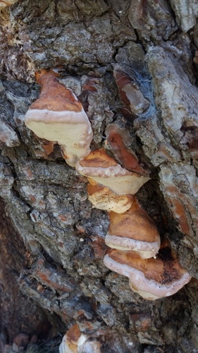 Red-banded Polypore - Photo (c) Pau Esteban, some rights reserved (CC BY-NC)
