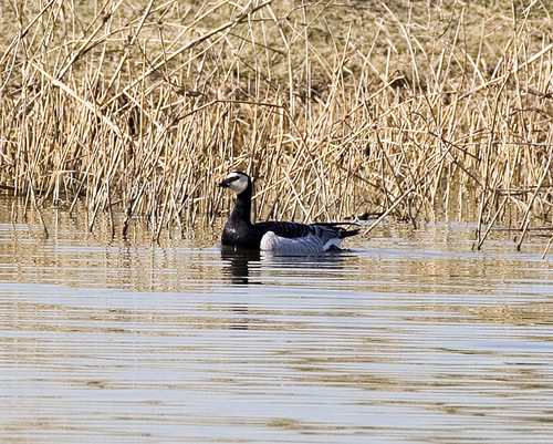 Barnacle Goose - Photo (c) Pau Esteban, some rights reserved (CC BY-NC)