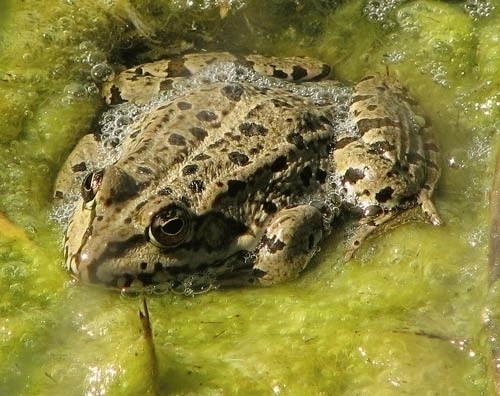 Water Frogs - Photo (c) Pau Esteban, some rights reserved (CC BY-NC)