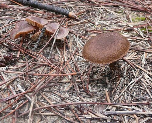 Fiber Caps - Photo (c) Pau Esteban, some rights reserved (CC BY-NC)