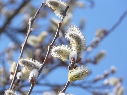 Willows - Photo (c) Pau Esteban, some rights reserved (CC BY-NC)