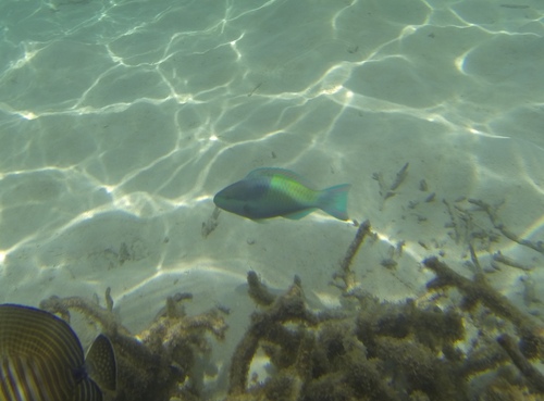 Five-saddle Parrotfish - Photo (c) oriol_d, all rights reserved