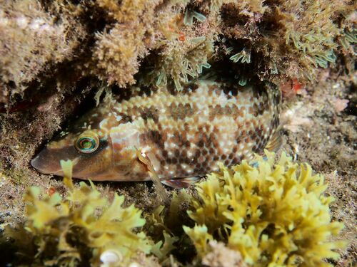 Emerald Wrasse - Photo (c) xavi salvador costa, some rights reserved (CC BY-NC)