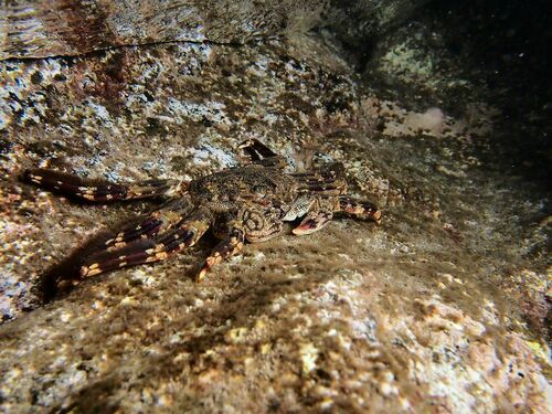 Tidal Spray Crab - Photo (c) xavi salvador costa, some rights reserved (CC BY-NC)