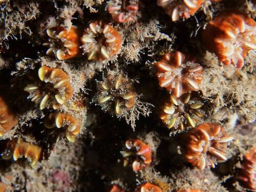 Phyllangia americana - Photo (c) xavi salvador costa, some rights reserved (CC BY-NC)