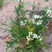 Eruca vesicaria sativa - Photo (c) Μαριλένα Κρουστάλλη/Marilena Kroustalli, some rights reserved (CC BY), uploaded by Μαριλένα Κρουστάλλη/Marilena Kroustalli