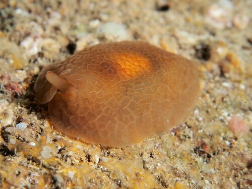 Pleurobranchus reticulatus - Photo (c) xavi salvador costa, some rights reserved (CC BY-NC)