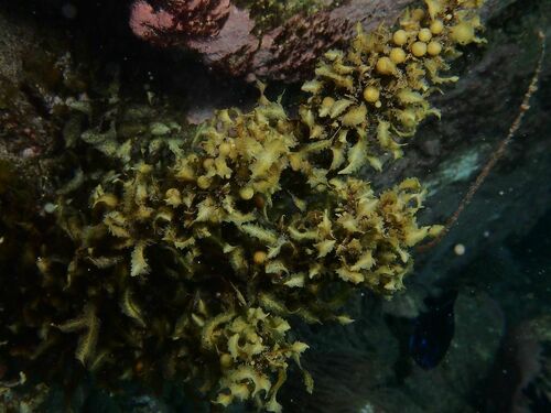 Sargassum - Photo (c) xavi salvador costa, some rights reserved (CC BY-NC)