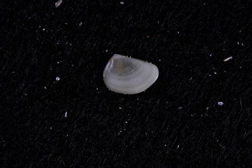 Nucula - Photo (c) xavi salvador costa, some rights reserved (CC BY-NC)
