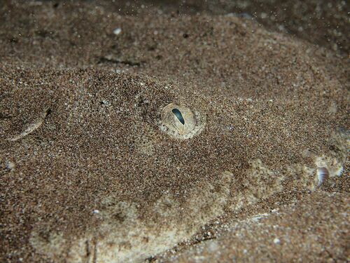 Angelshark (Squatina squatina) · MINKA