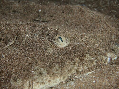 Angelshark - Photo (c) xavi salvador costa, some rights reserved (CC BY-NC)