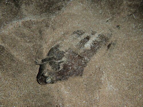 Bastard Sole - Photo (c) xavi salvador costa, some rights reserved (CC BY-NC)