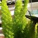Sprenger's Asparagus - Photo (c) marianna, some rights reserved (CC BY-NC)