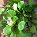 Elephant's-Ears - Photo (c) marianna, some rights reserved (CC BY-NC)