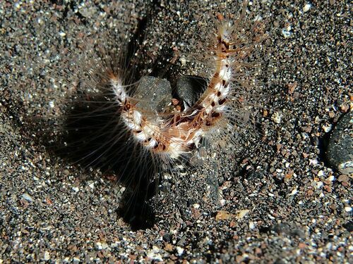 Honeycomb Worms - Photo (c) xavi salvador costa, some rights reserved (CC BY-NC)