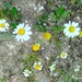 German Chamomile - Photo (c) Αλεξάνδρα Τσαμπουνάρα, some rights reserved (CC BY), uploaded by Αλεξάνδρα Τσαμπουνάρα