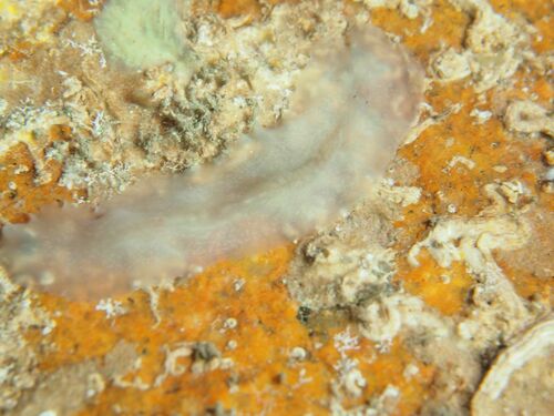 Leptoplana tremellaris - Photo (c) xavi salvador costa, some rights reserved (CC BY-NC)