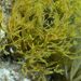 Taonia pseudociliata - Photo (c) xavi salvador costa, some rights reserved (CC BY-NC), uploaded by xavi salvador costa