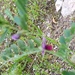 Common Vetch - Photo (c) 11o ΓΥΜΝΑΣΙΟ ΙΛΙΟΥ_Αβραμίδου Μαρία, some rights reserved (CC BY), uploaded by 11o ΓΥΜΝΑΣΙΟ ΙΛΙΟΥ_Αβραμίδου Μαρία