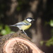 Great Tit - Photo (c) Vicenç Roig Vidal, some rights reserved (CC BY-NC), uploaded by Vicenç Roig Vidal