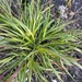 Slender False Brome - Photo (c) Βαρβάκειο Πρότυπο Γυμνάσιο, some rights reserved (CC BY), uploaded by Βαρβάκειο Πρότυπο Γυμνάσιο