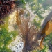 Flattened Acid Kelp - Photo (c) Cátia Monteiro, some rights reserved (CC BY-NC), uploaded by Cátia Monteiro