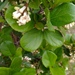 Sandankwa Viburnum - Photo (c) Αλεξάνδρα Τσαμπουνάρα, some rights reserved (CC BY), uploaded by Αλεξάνδρα Τσαμπουνάρα