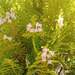 Western Redcedar - Photo (c) Μαριλένα Κρουστάλλη/Marilena Kroustalli, some rights reserved (CC BY), uploaded by Μαριλένα Κρουστάλλη/Marilena Kroustalli