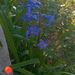 Hyacinth - Photo (c) evidimitriou, some rights reserved (CC BY)