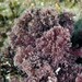 Red Coralline Algae - Photo (c) Miquel Pontes, some rights reserved (CC BY-NC-SA), uploaded by Miquel Pontes