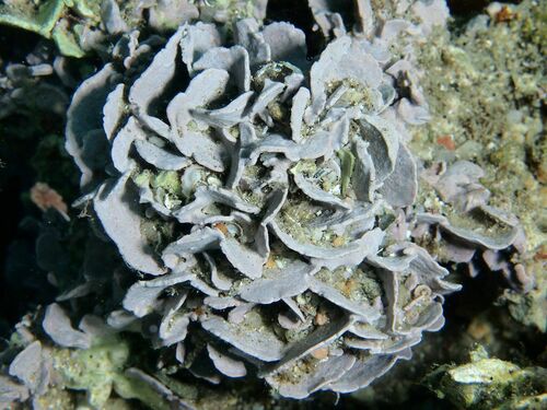 Lithophyllum dentatum - Photo (c) xavi salvador costa, some rights reserved (CC BY-NC)