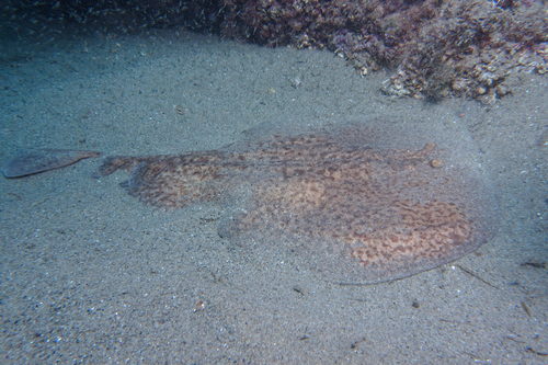 Marbled Torpedo - Photo (c) oriol_d, all rights reserved