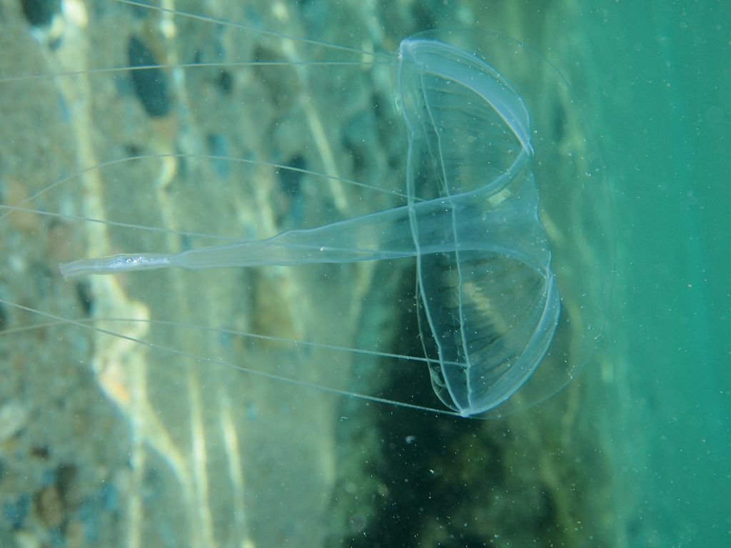 Geryonia proboscidalis (Forsskål, 1775)